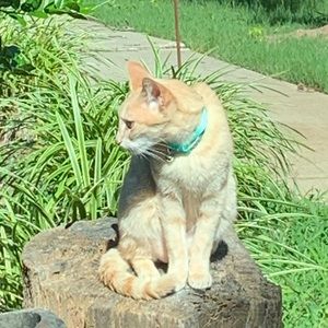 Meet your Posher, Sabha